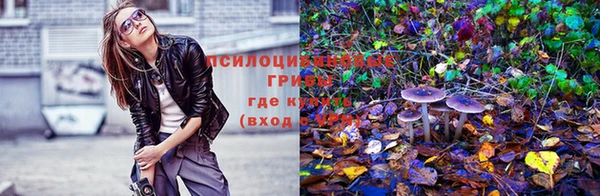 стаф Баксан